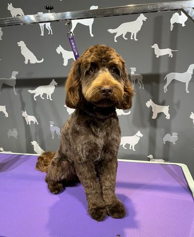 Waggies dog grooming salon discount