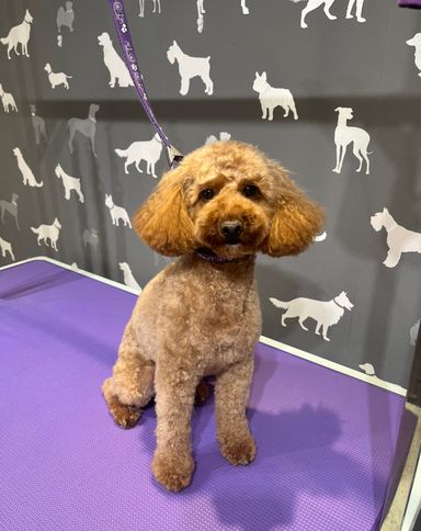 Waggies dog grooming salon hot sale